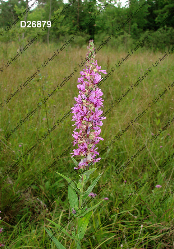 Purple Loosestrife (Lythrum salicaria)